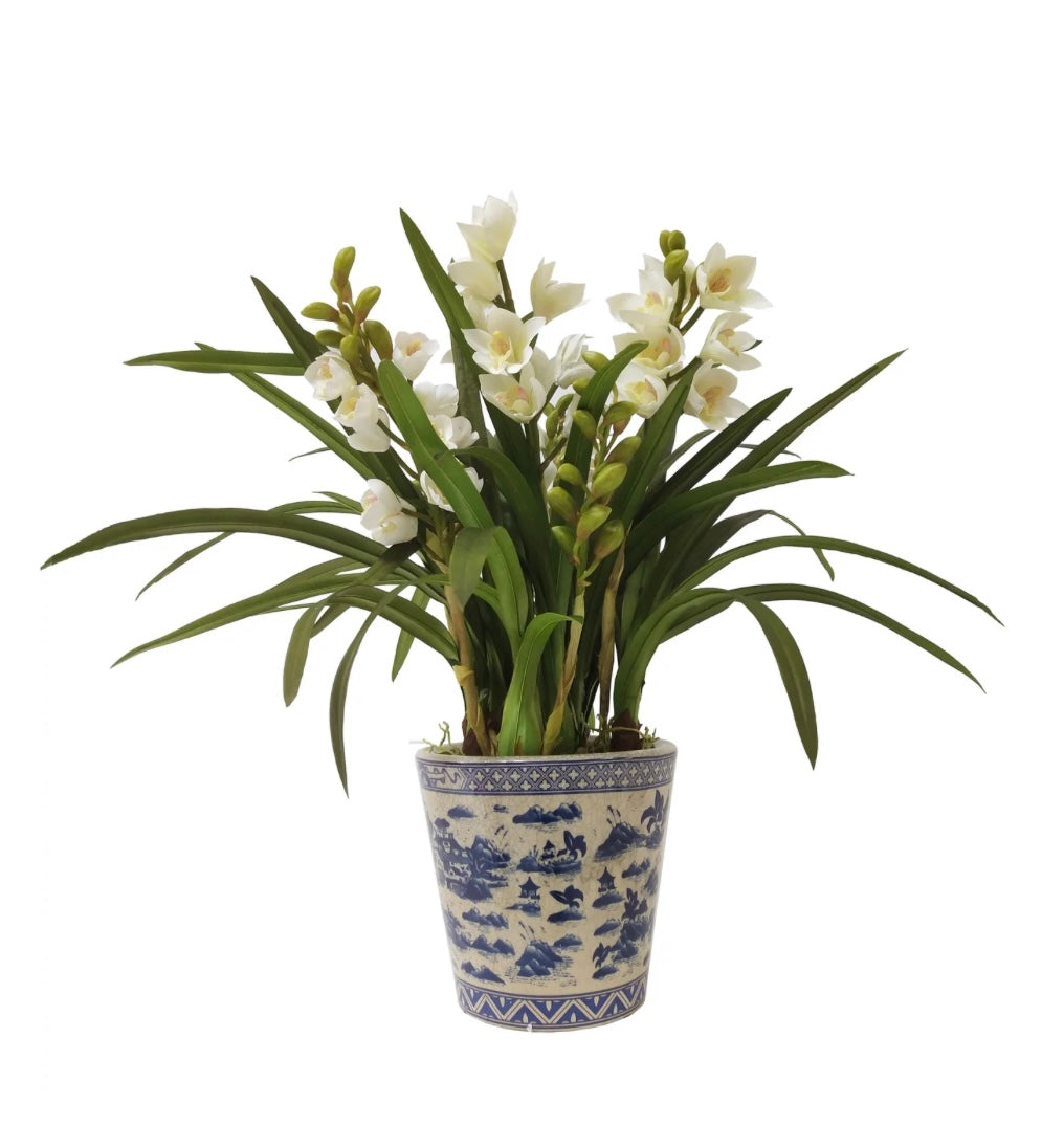 Large Potted Cymbidium