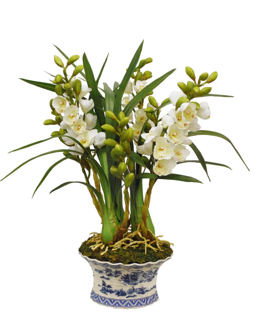 Potted Cymbidium Medium